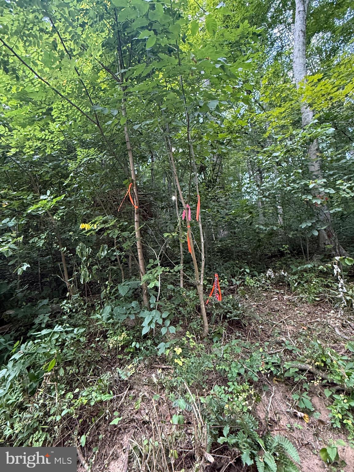 Quaint Acres Lane Berkeley Springs, WV 25411 - Photo 9 of 61 a view of a garden with large trees
