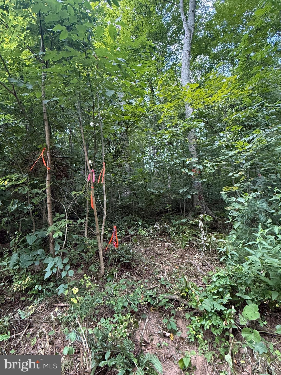Quaint Acres Lane Berkeley Springs, WV 25411 - Photo 10 of 61 a view of forest