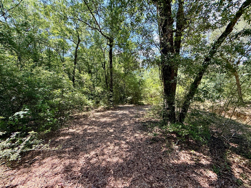 0 Grove Road Hartford, AL 36344 - Photo 15 of 25