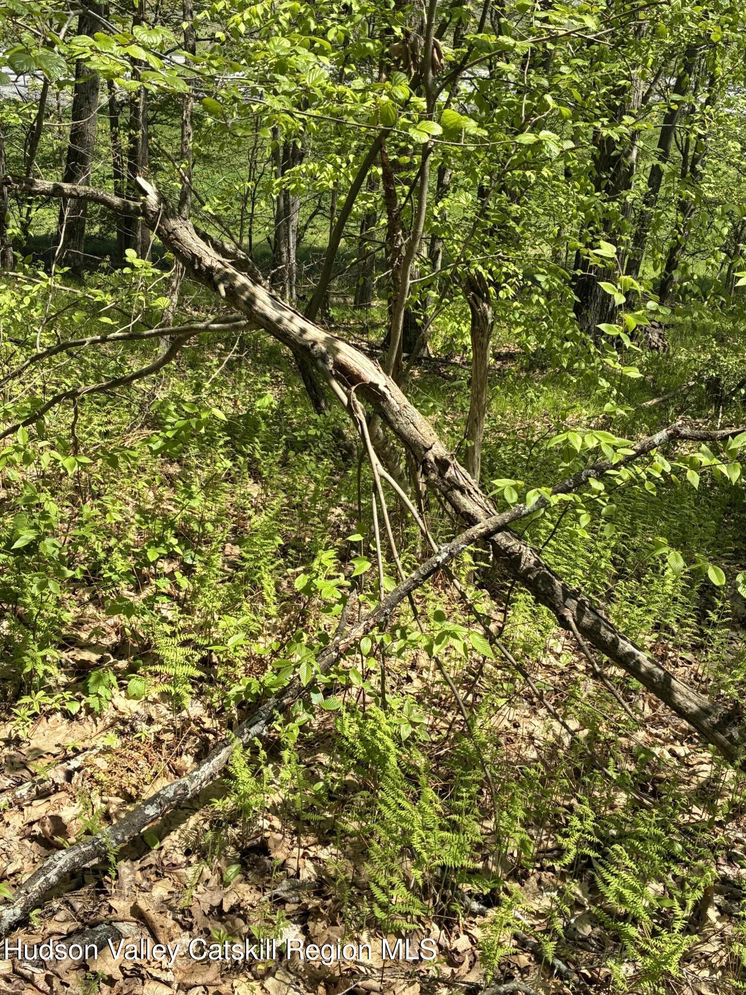 0 County Rte 5 East Chatham, NY 12060 - Photo 12 of 16 IMG_8993