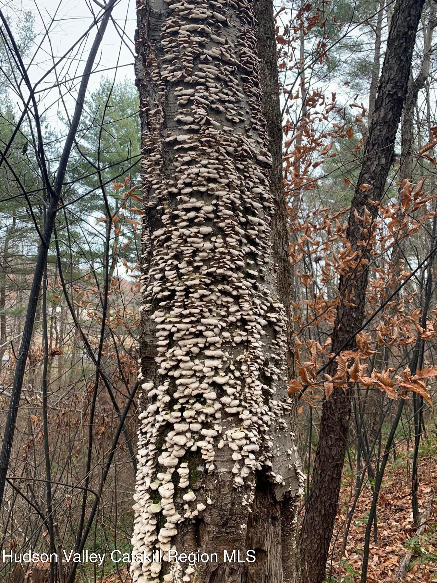 0 County Rte 5 East Chatham, NY 12060 - Photo 16 of 16 IMG_9003