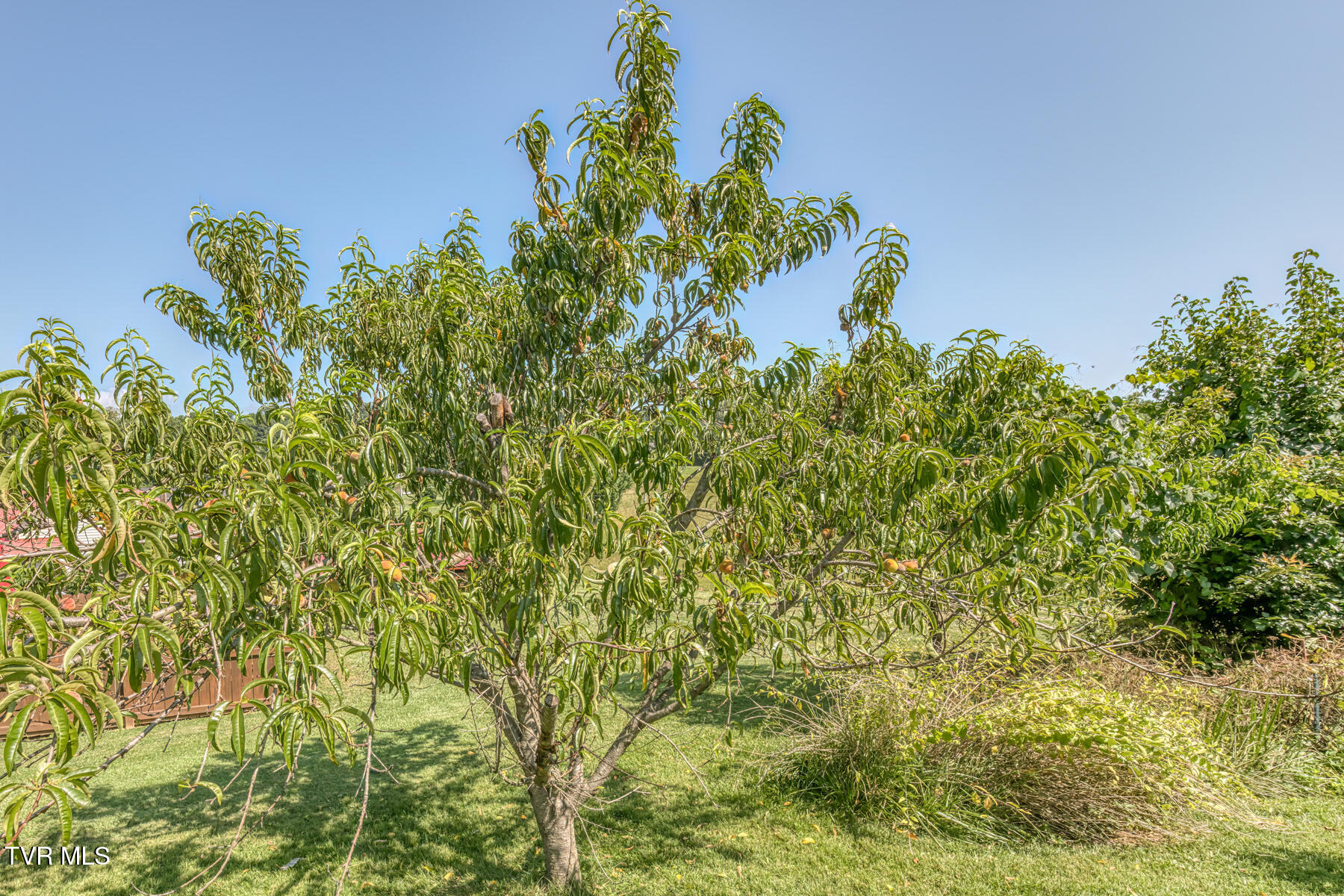 126 Charlem Hills Road Jonesborough, TN 37659 - Photo 49 of 56 126 Charlem Hills Rd-49