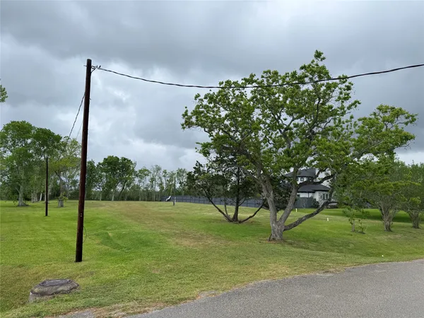 a view of a tree in a yard