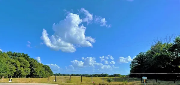 a view of a forest with lots of trees
