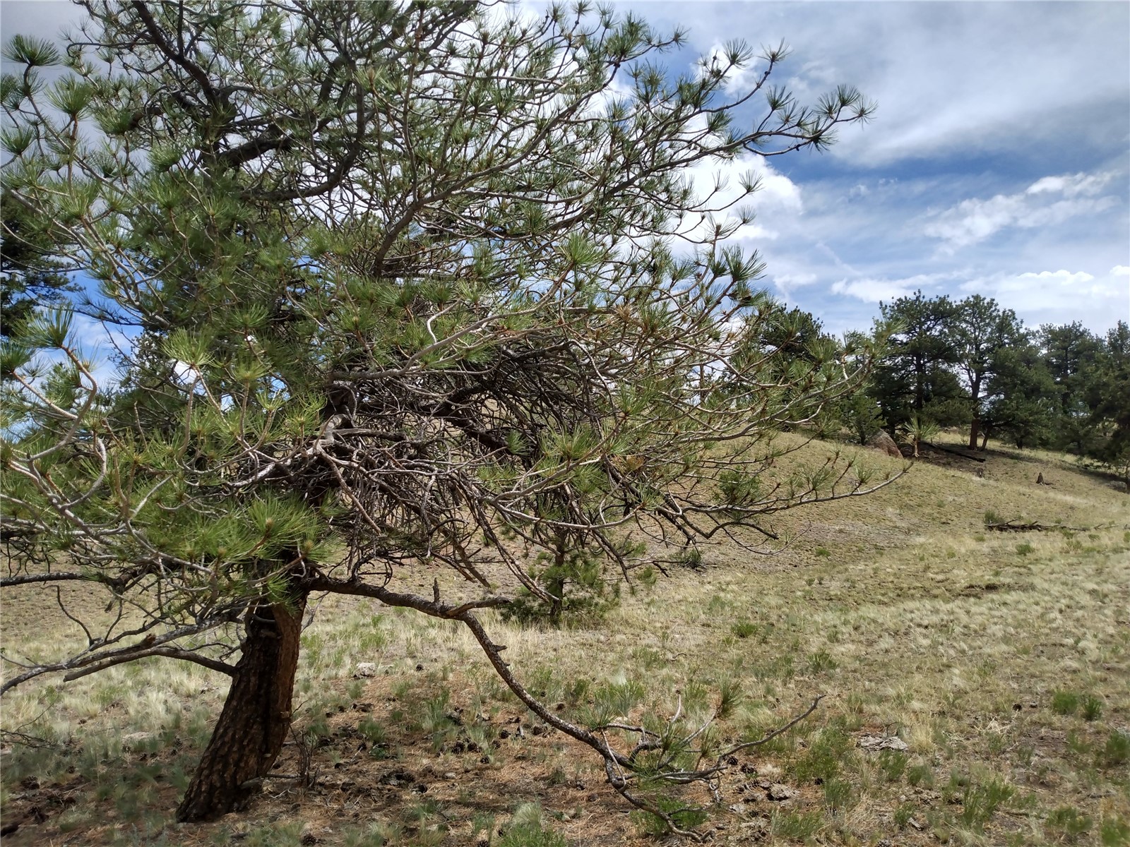 0 Kusha Road Hartsel, CO 80449 - Photo 3 of 9 Gallery Image 3
