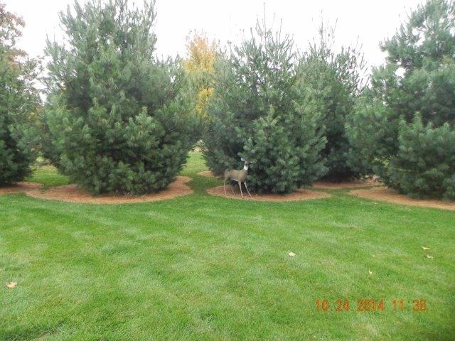 693 Bloody Gulch Road Dixon, IL 61021 - Photo 20 of 23