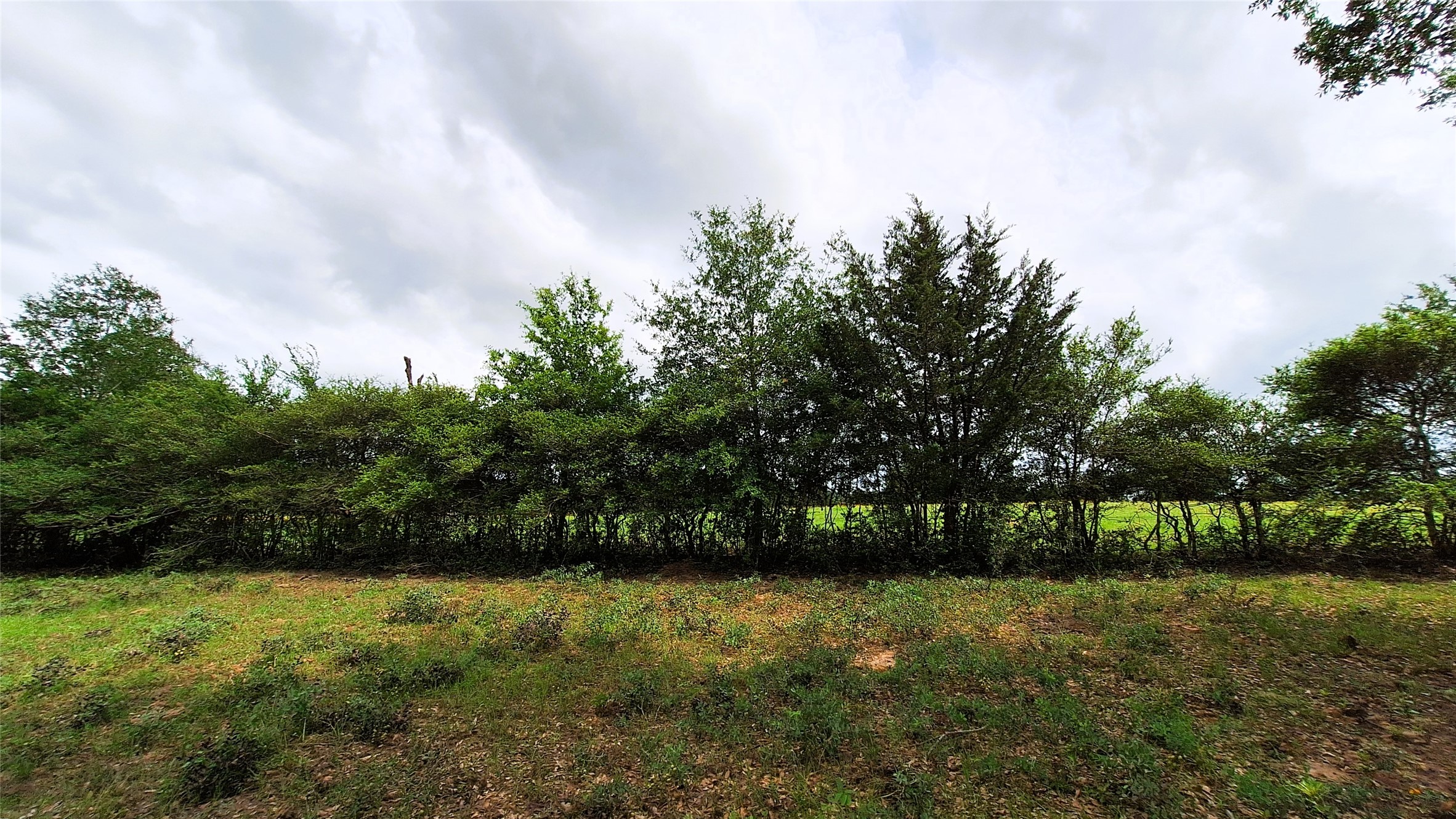18155 Wellman Road Washington, TX 77880 - Photo 8 of 14 Expansive property featuring a dense tree line, varied green foliage, and natural ground cover