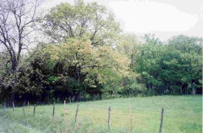 Primary Photo