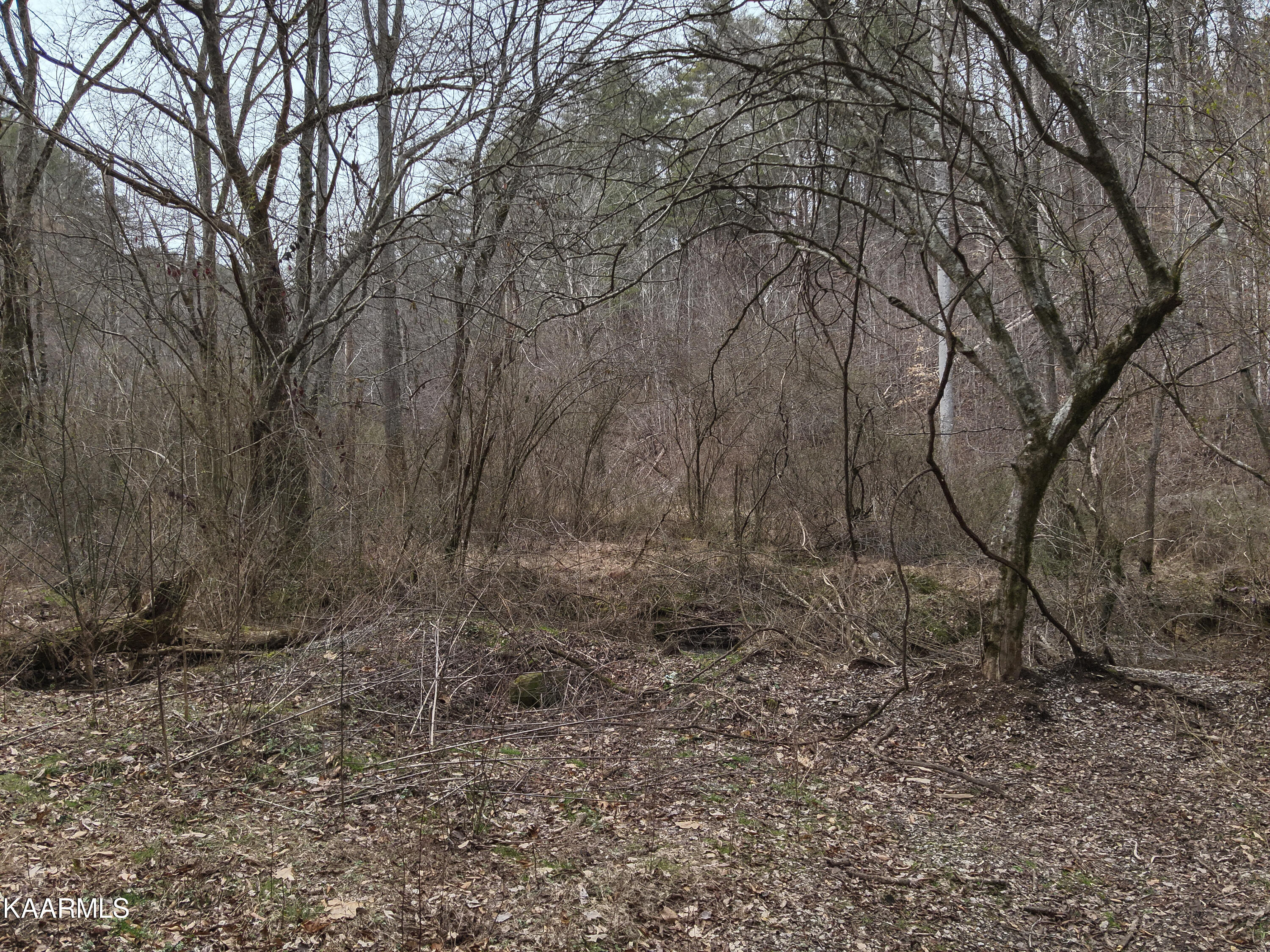 Tbd Pine Grove Road Tellico Plains, TN 37385 - Photo 8 of 34 3. Into Property