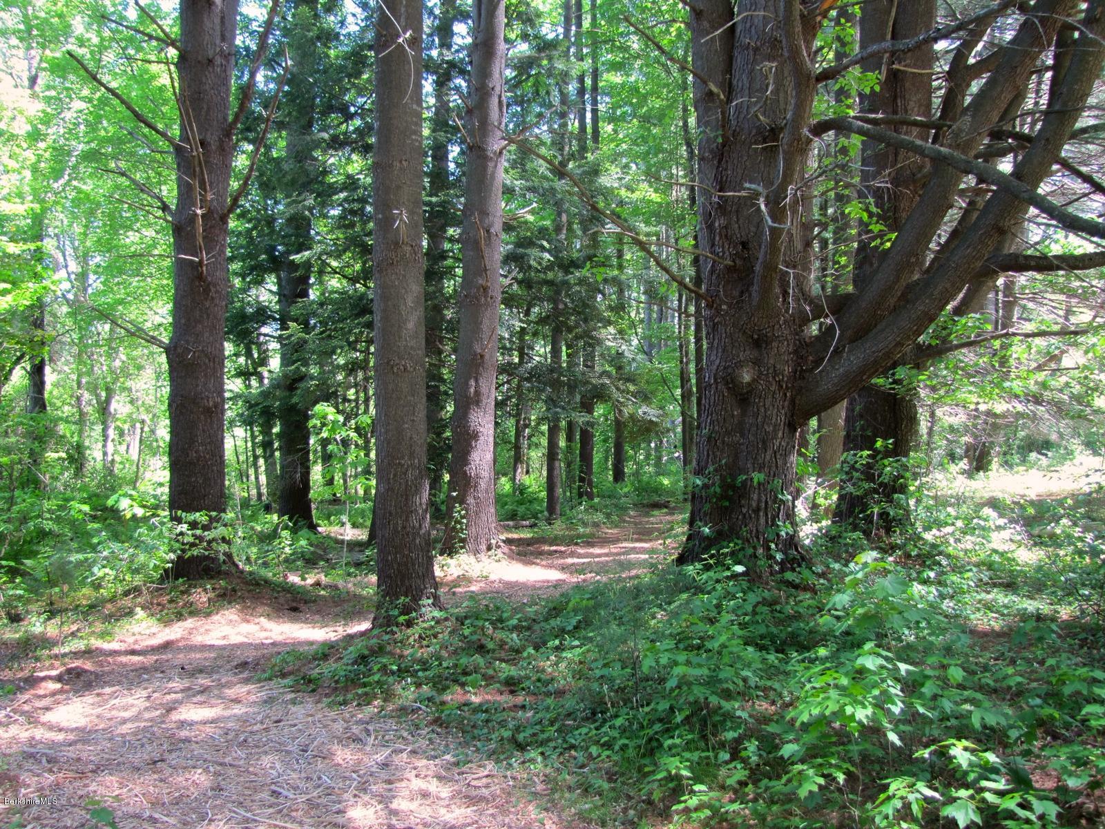 59 Salisbury Road Sheffield, MA 01257 - Photo 9 of 45 a view of outdoor space and trees