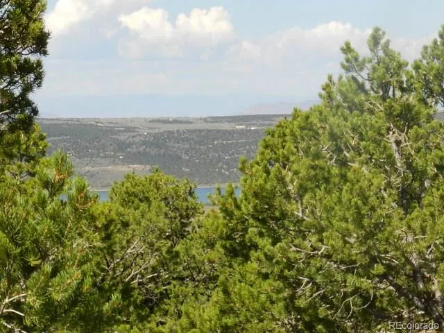 a view of a large yard with plants and large trees