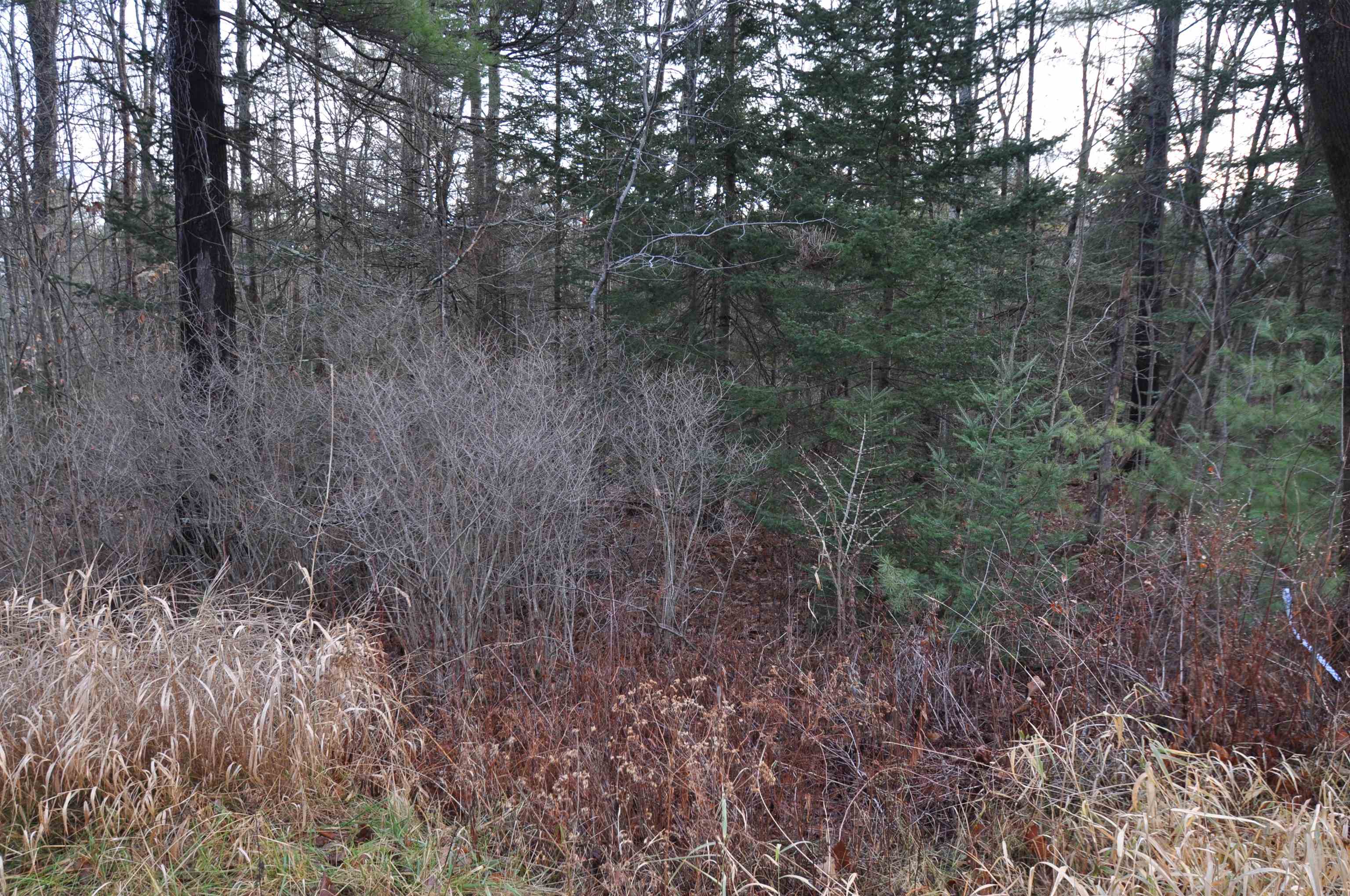 0 Beech Street Sunapee, NH 03782 - Photo 8 of 10