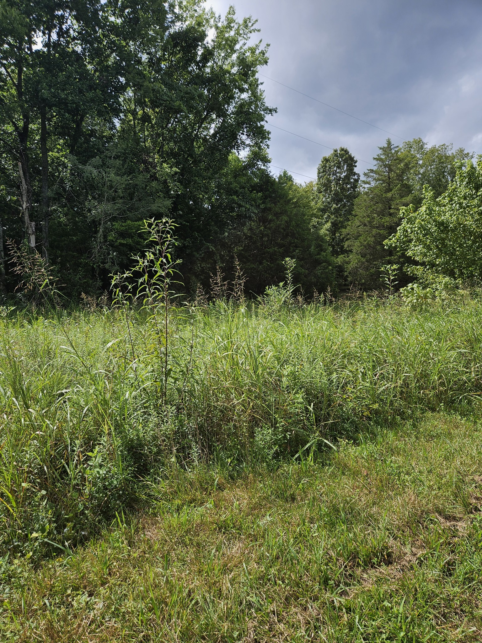 0 Back Piney Road Bon Aqua, TN 37025 - Photo 2 of 2 Gallery Image 2