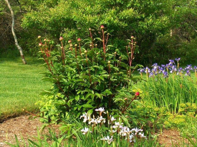 1 Parson Lane Nantucket, MA 02554 - Photo 12 of 31 Additional Photo