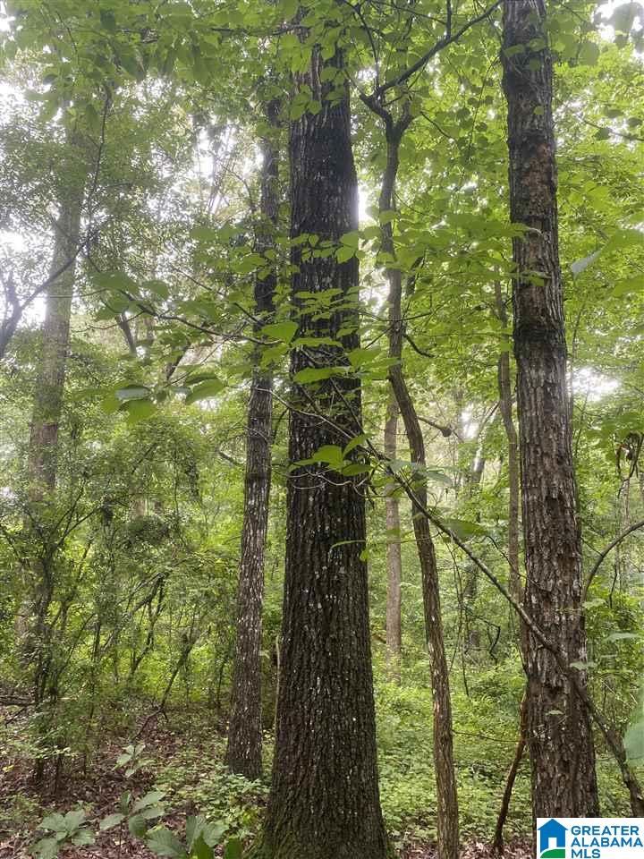 0 County Road 51 Graham, AL 36263 - Photo 6 of 7