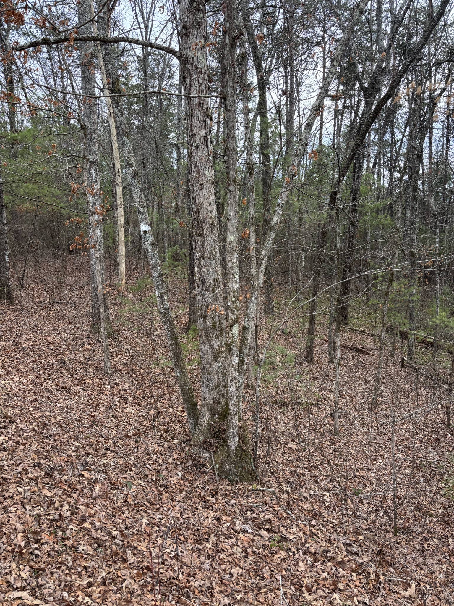 0 Maple Springs Road Tellico Plains, TN 37385 - Photo 11 of 33