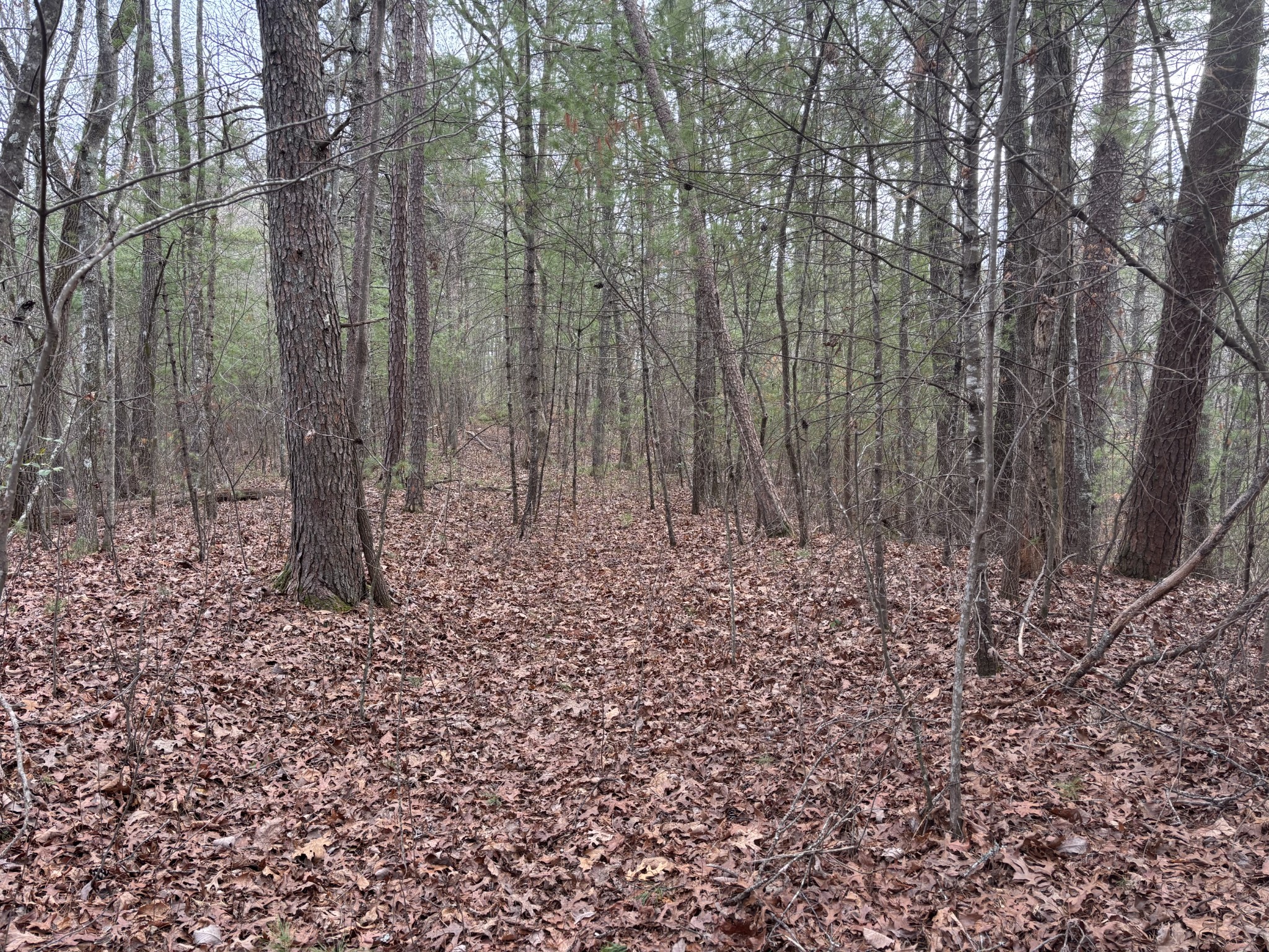 0 Maple Springs Road Tellico Plains, TN 37385 - Photo 13 of 33