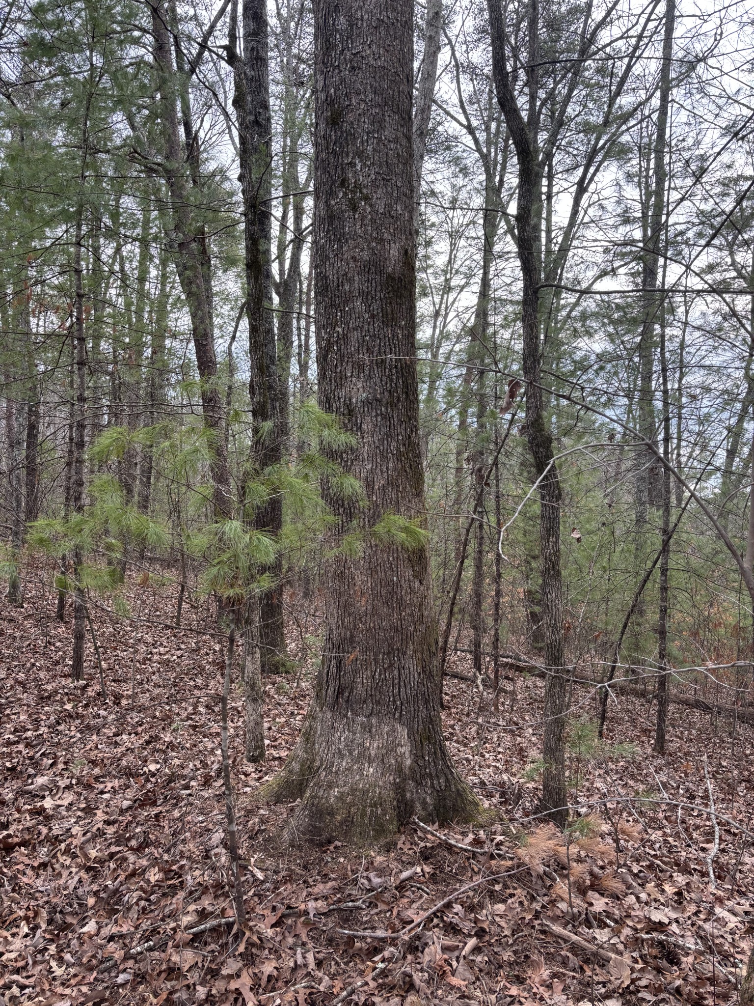 0 Maple Springs Road Tellico Plains, TN 37385 - Photo 14 of 33
