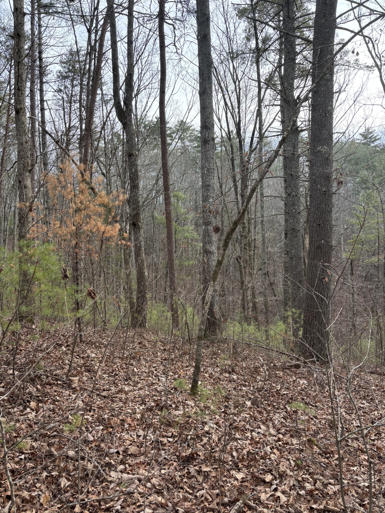 0 Maple Springs Road Tellico Plains, TN 37385 - Photo 15 of 33