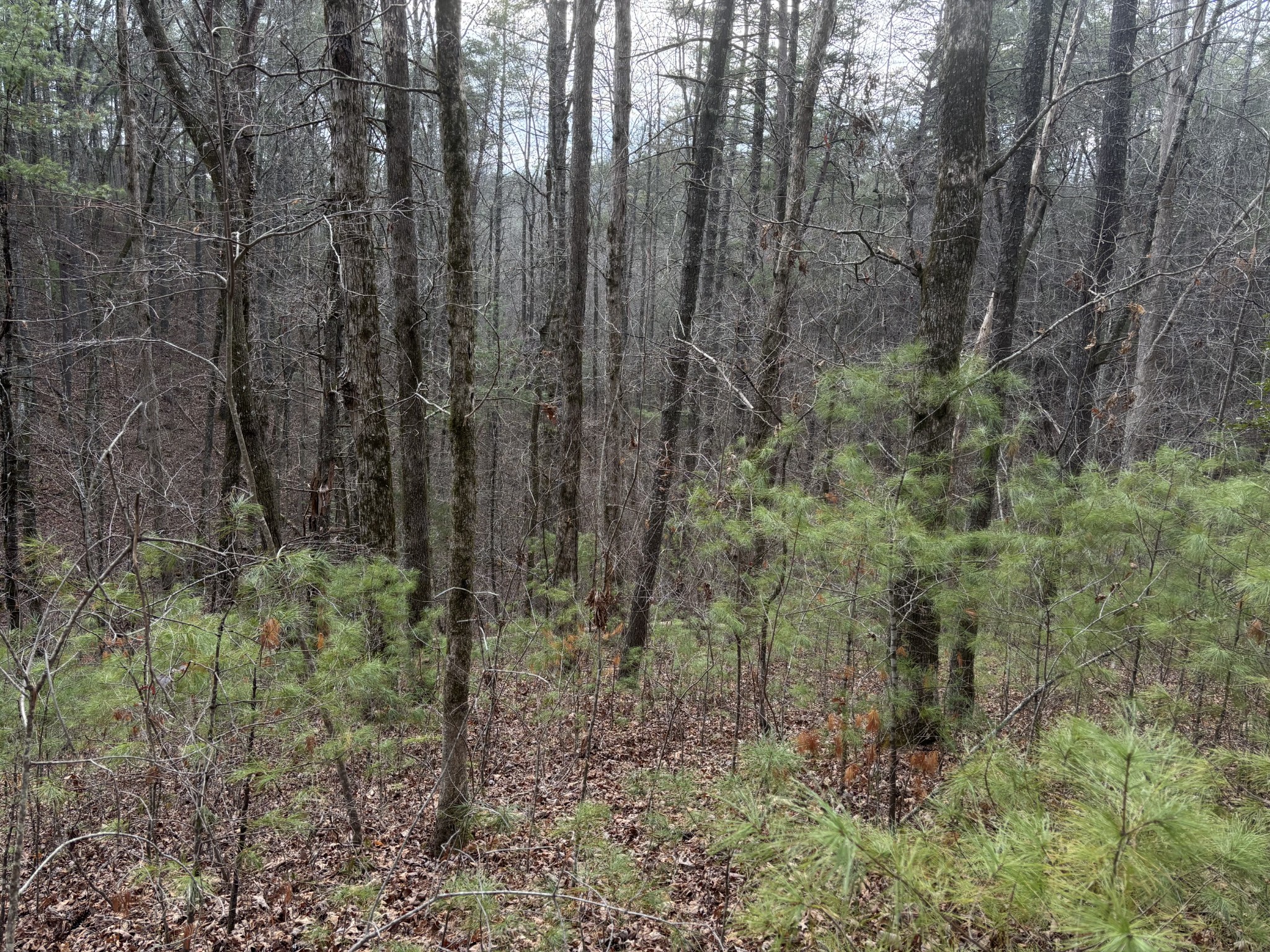 0 Maple Springs Road Tellico Plains, TN 37385 - Photo 18 of 33
