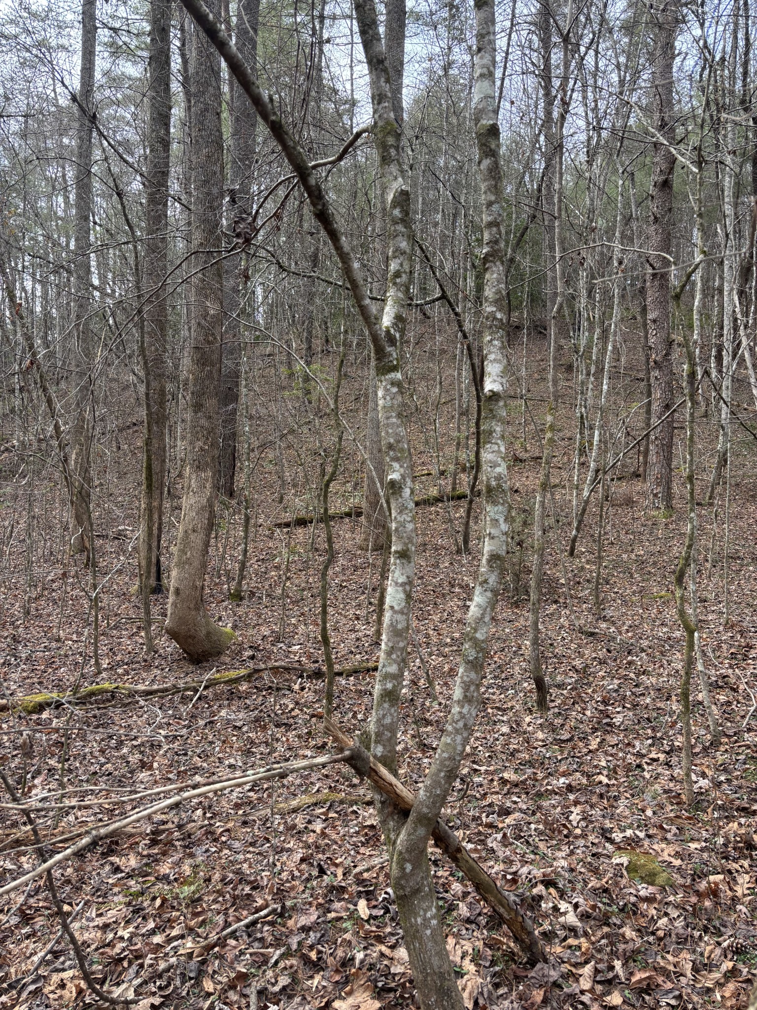 0 Maple Springs Road Tellico Plains, TN 37385 - Photo 21 of 33