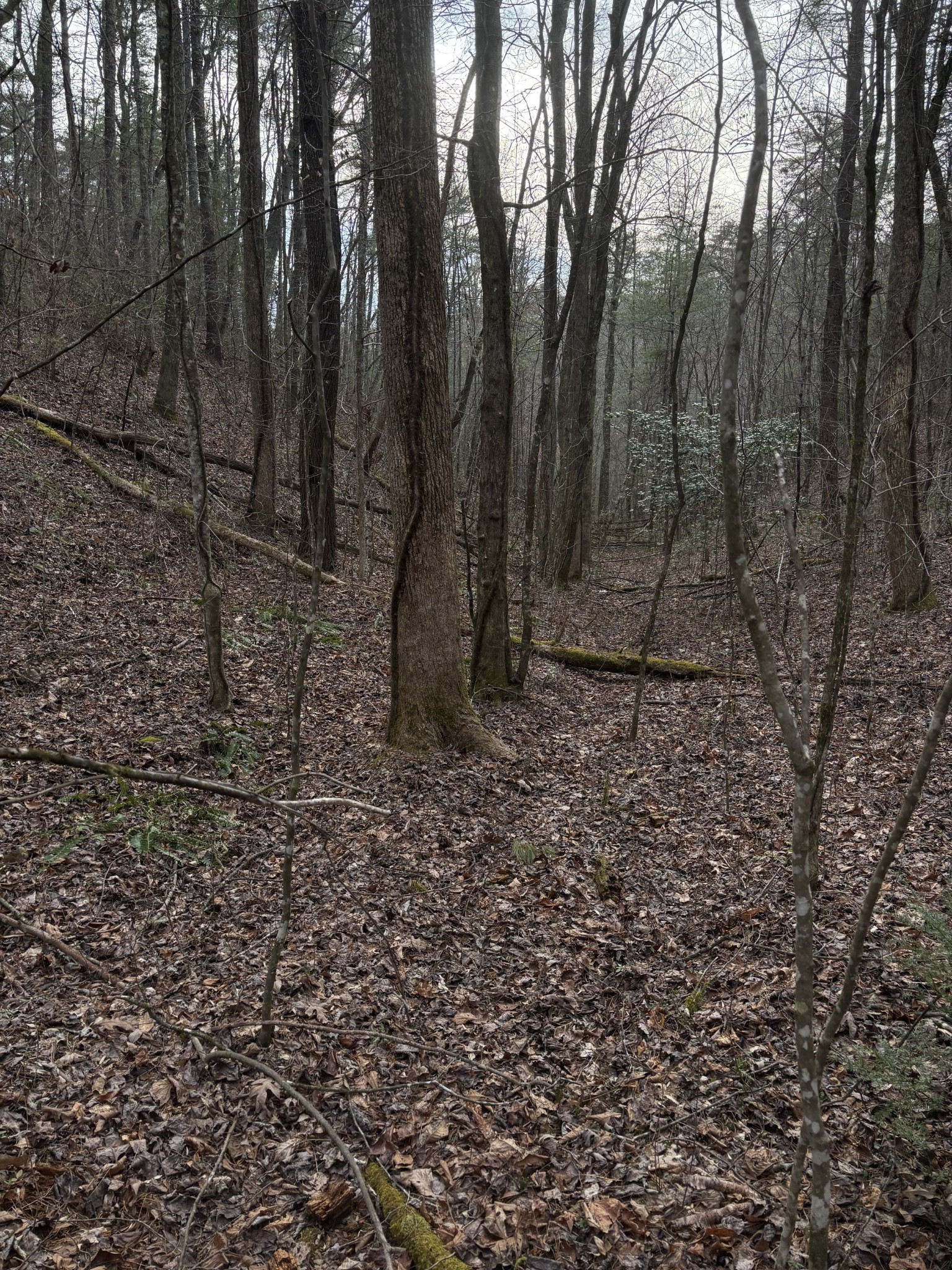 0 Maple Springs Road Tellico Plains, TN 37385 - Photo 23 of 33