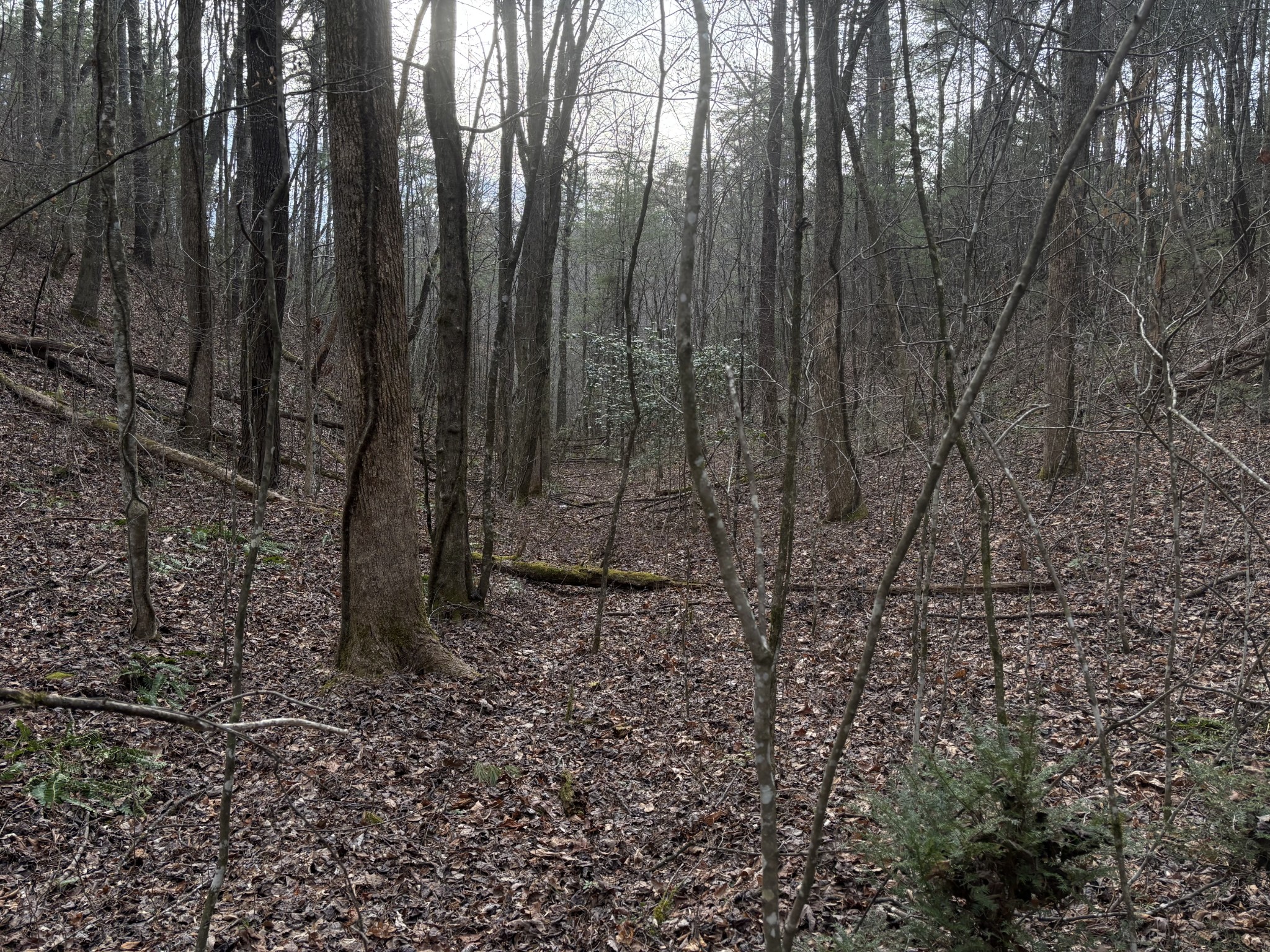 0 Maple Springs Road Tellico Plains, TN 37385 - Photo 24 of 33