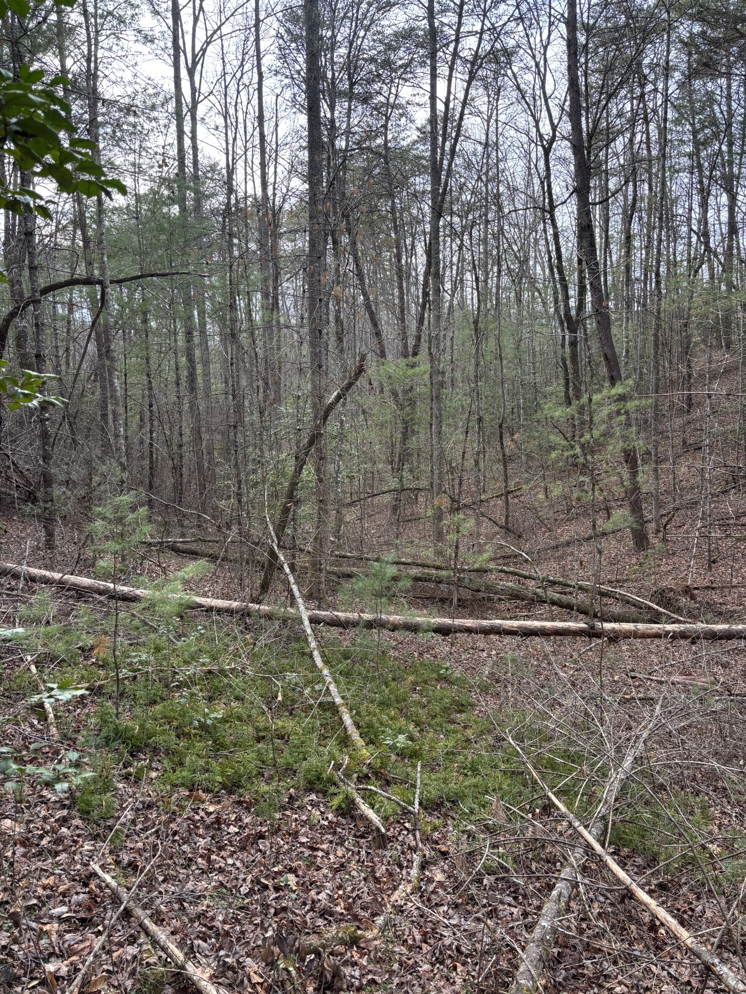 0 Maple Springs Road Tellico Plains, TN 37385 - Photo 28 of 33