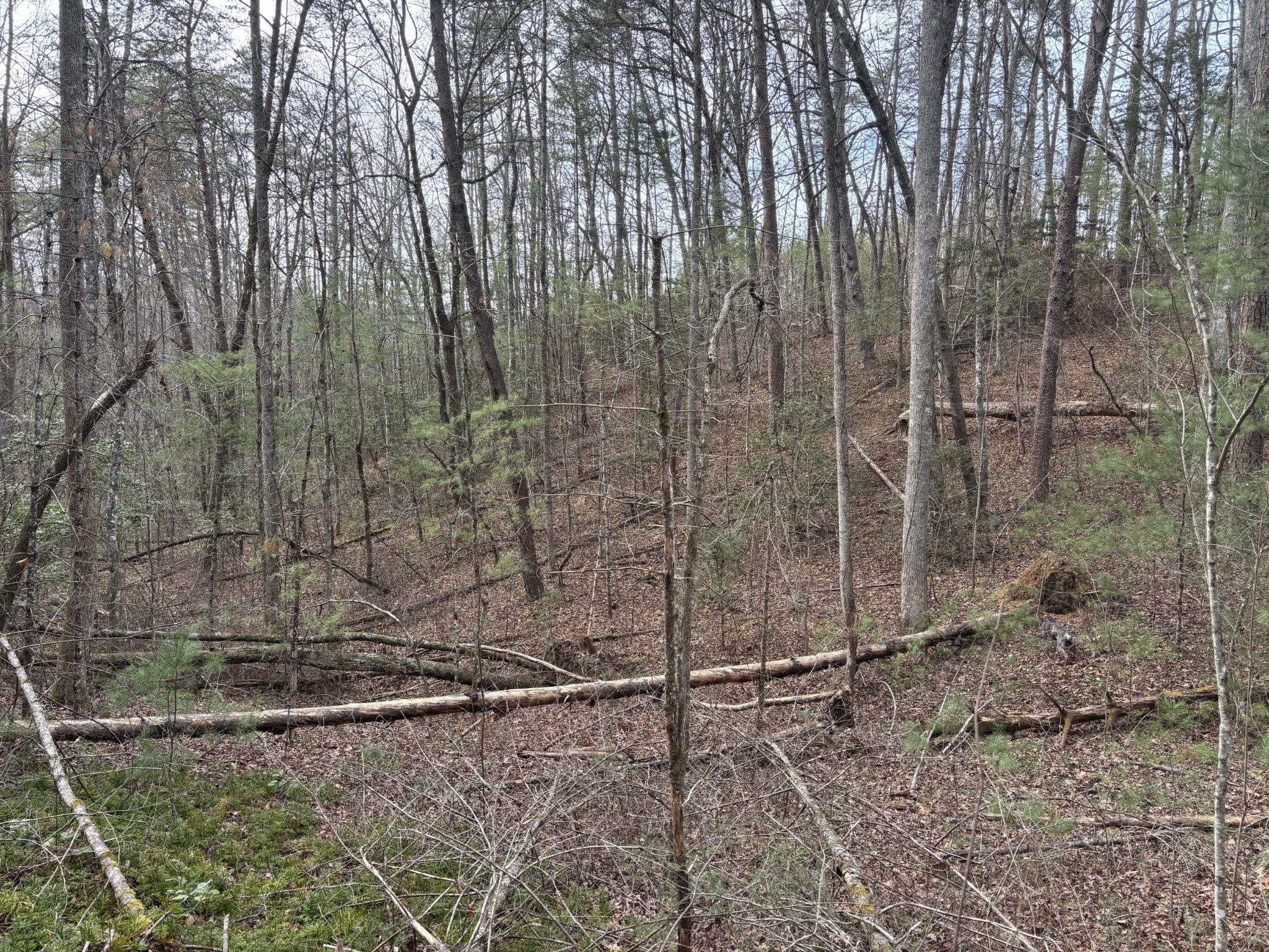 0 Maple Springs Road Tellico Plains, TN 37385 - Photo 29 of 33
