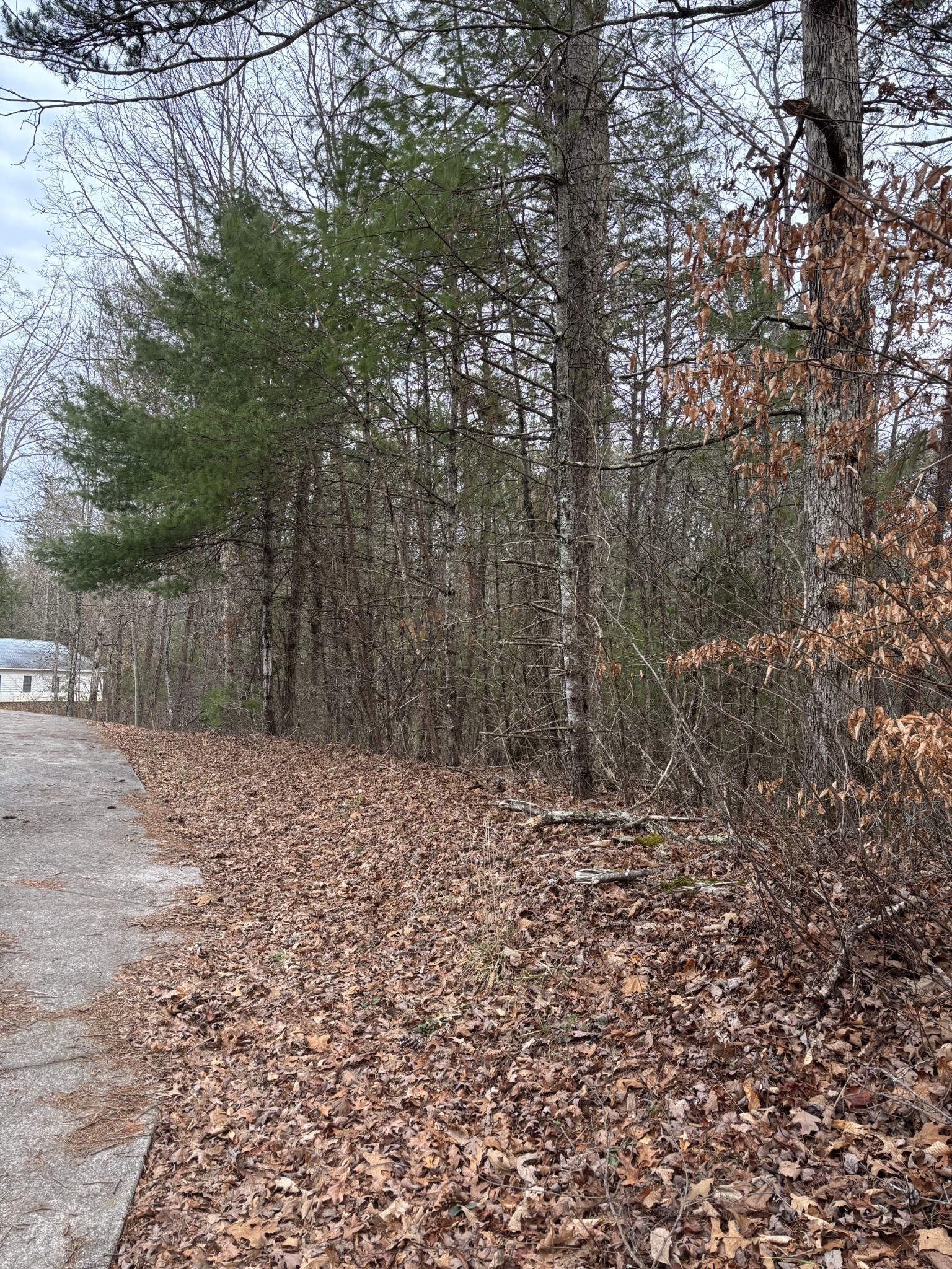 0 Maple Springs Road Tellico Plains, TN 37385 - Photo 10 of 33