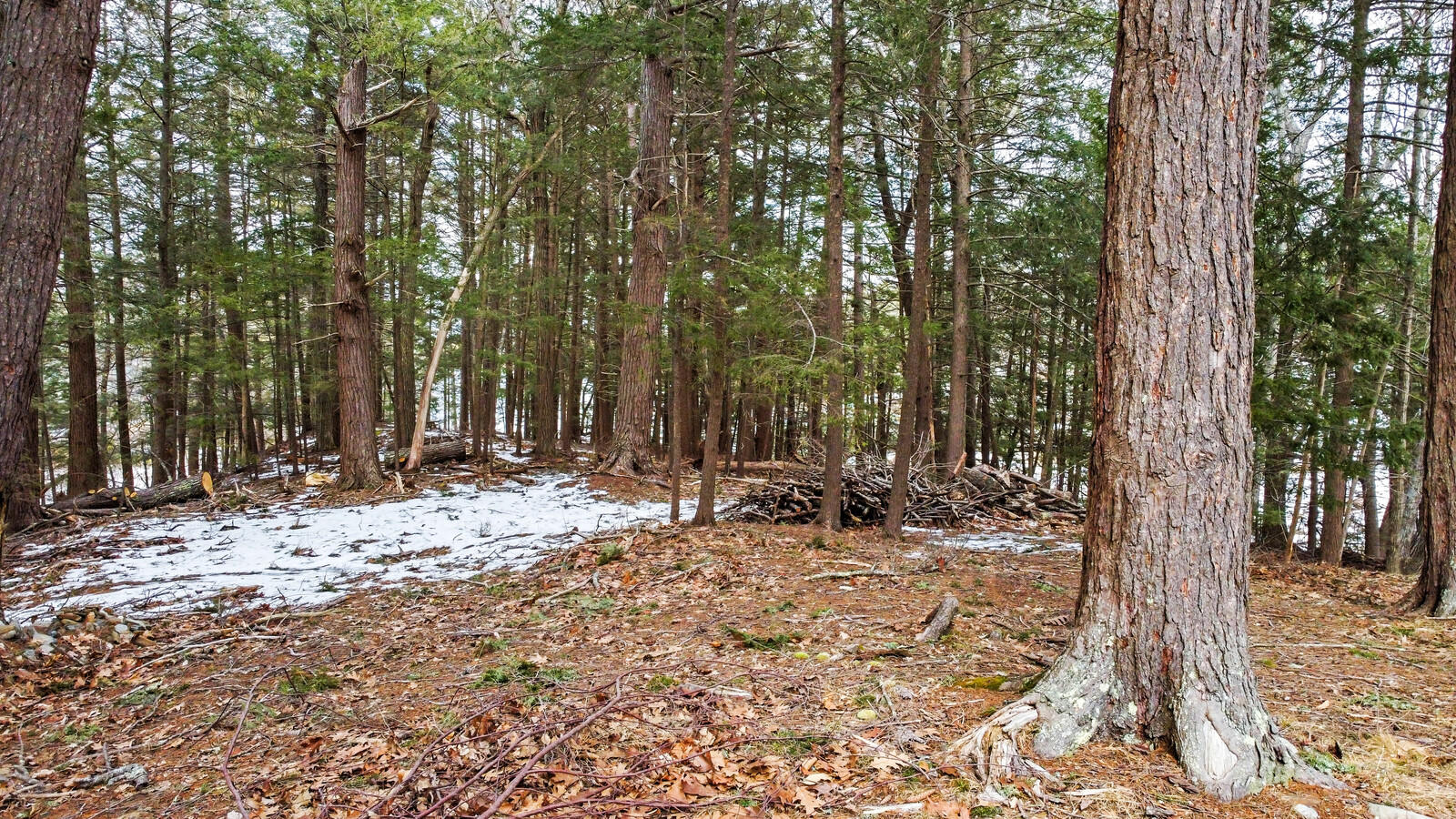 35 Rosedale Road West Bath, ME 04530 - Photo 17 of 52 Elevated wooded lot