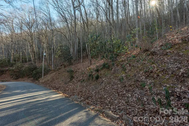 a view of a forest with trees