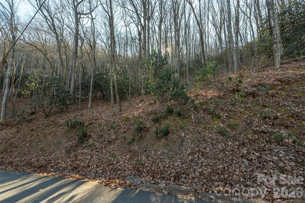 a view of a forest with trees in the background