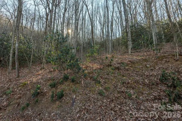 a view of a forest with trees in the background