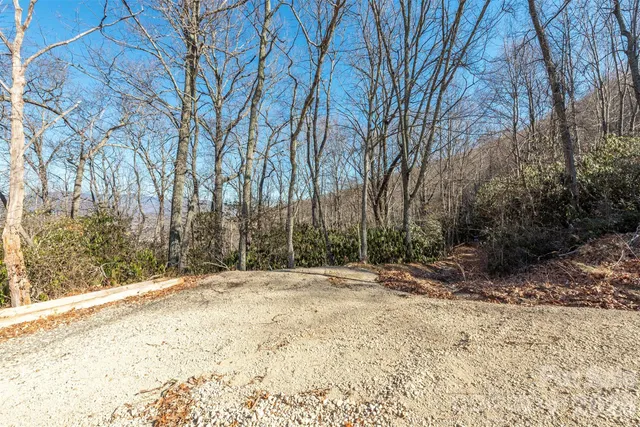 a view of a yard with lots of trees