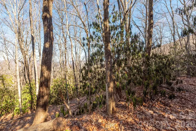 a view of a yard with a tree