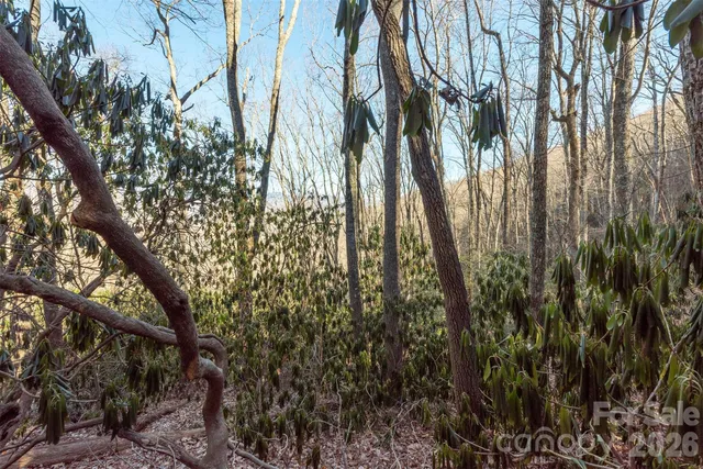 a view of a yard with a trees
