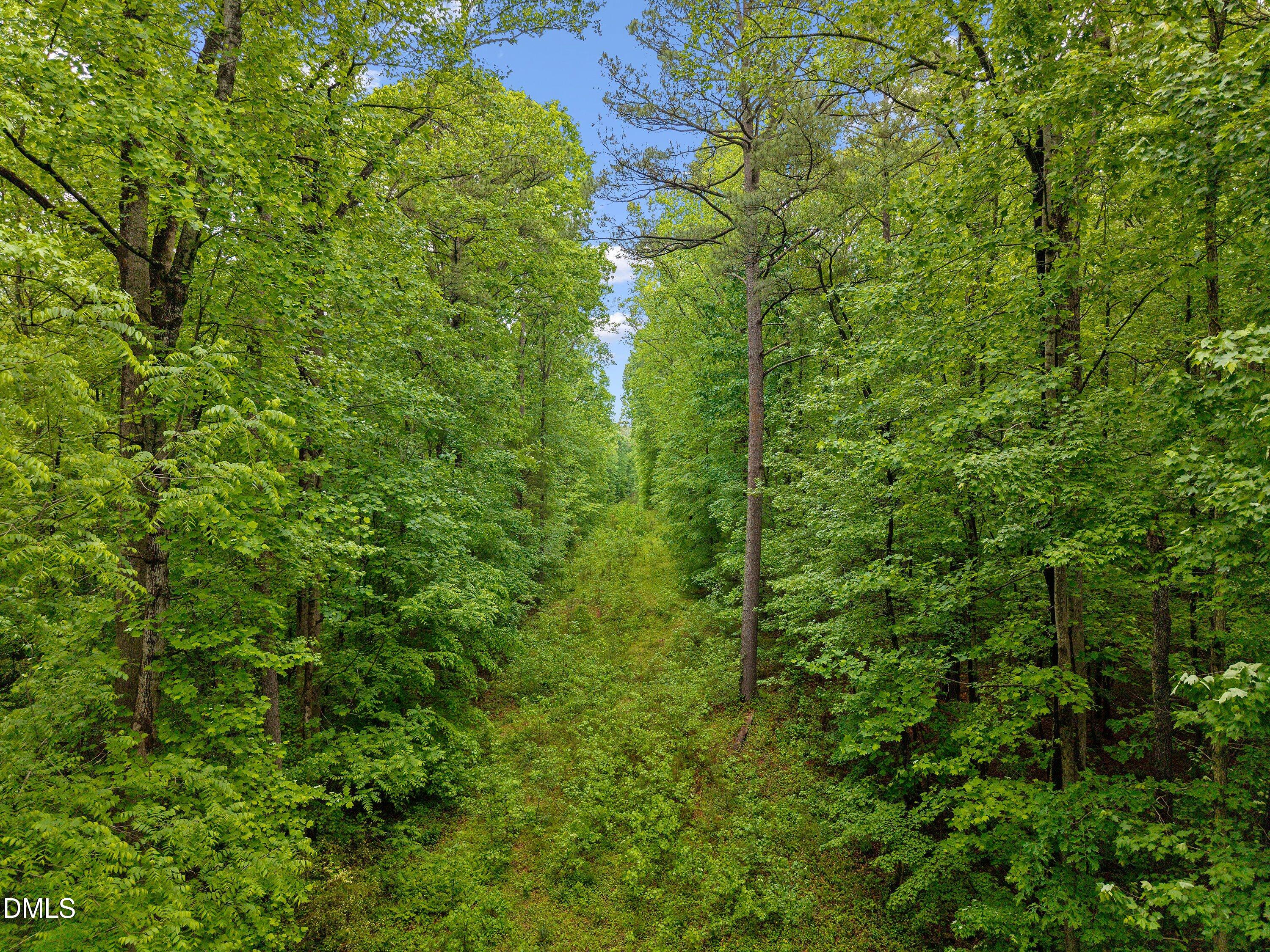 0 Pocomoke Road Franklinton, NC 27525 - Photo 12 of 19 a view of a forest