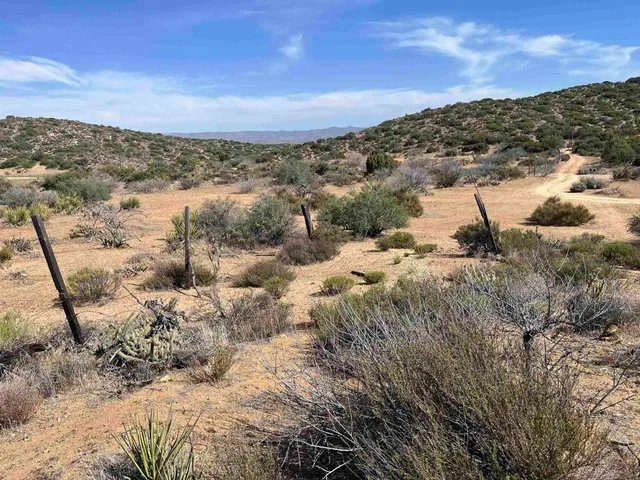 a view of a dry yard covered with trees