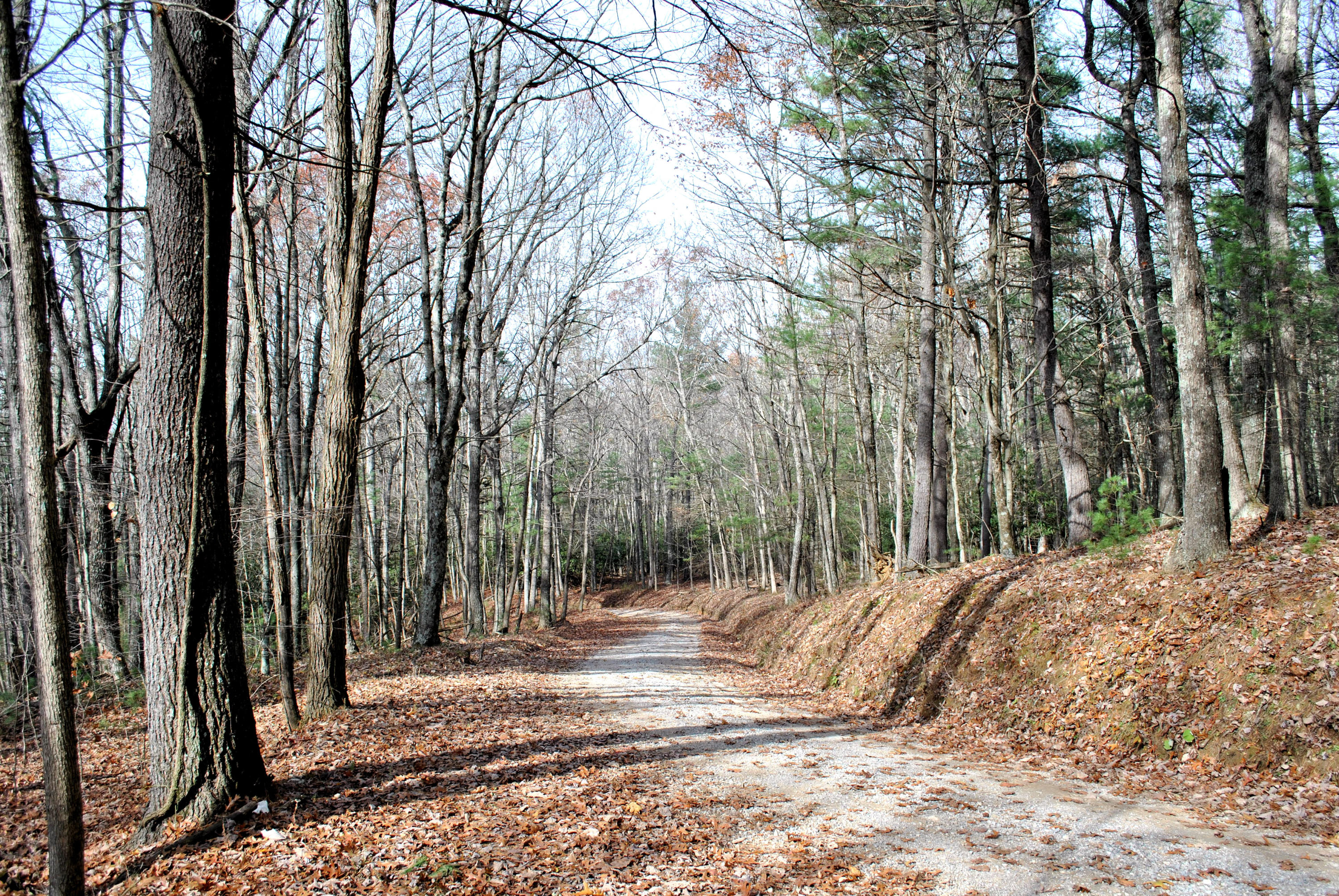 0 Eanes Road Northeast Check, VA 24072 - Photo 2 of 19 a view of a yard with large trees