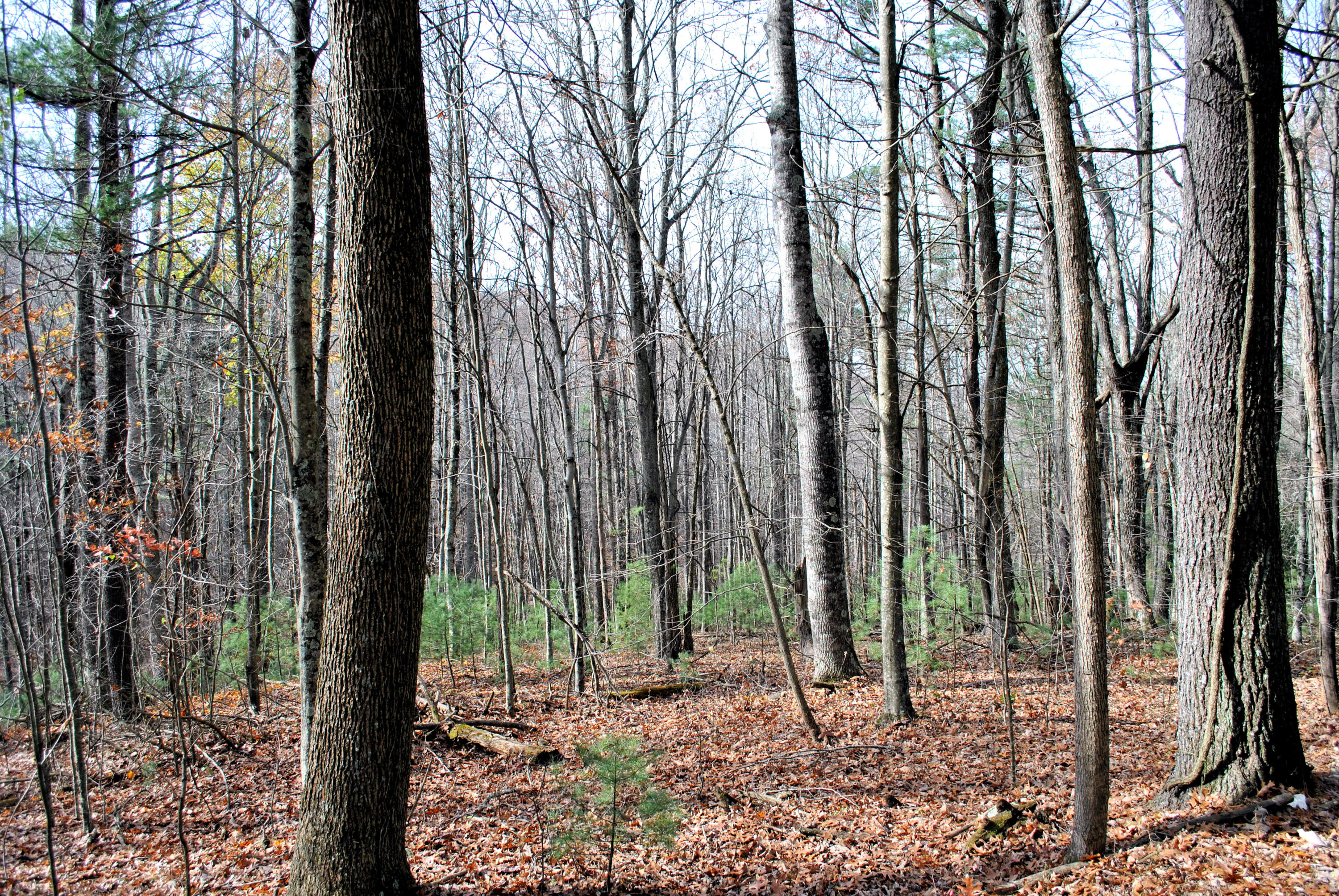 0 Eanes Road Northeast Check, VA 24072 - Photo 3 of 19 a view of outdoor space with lots of trees