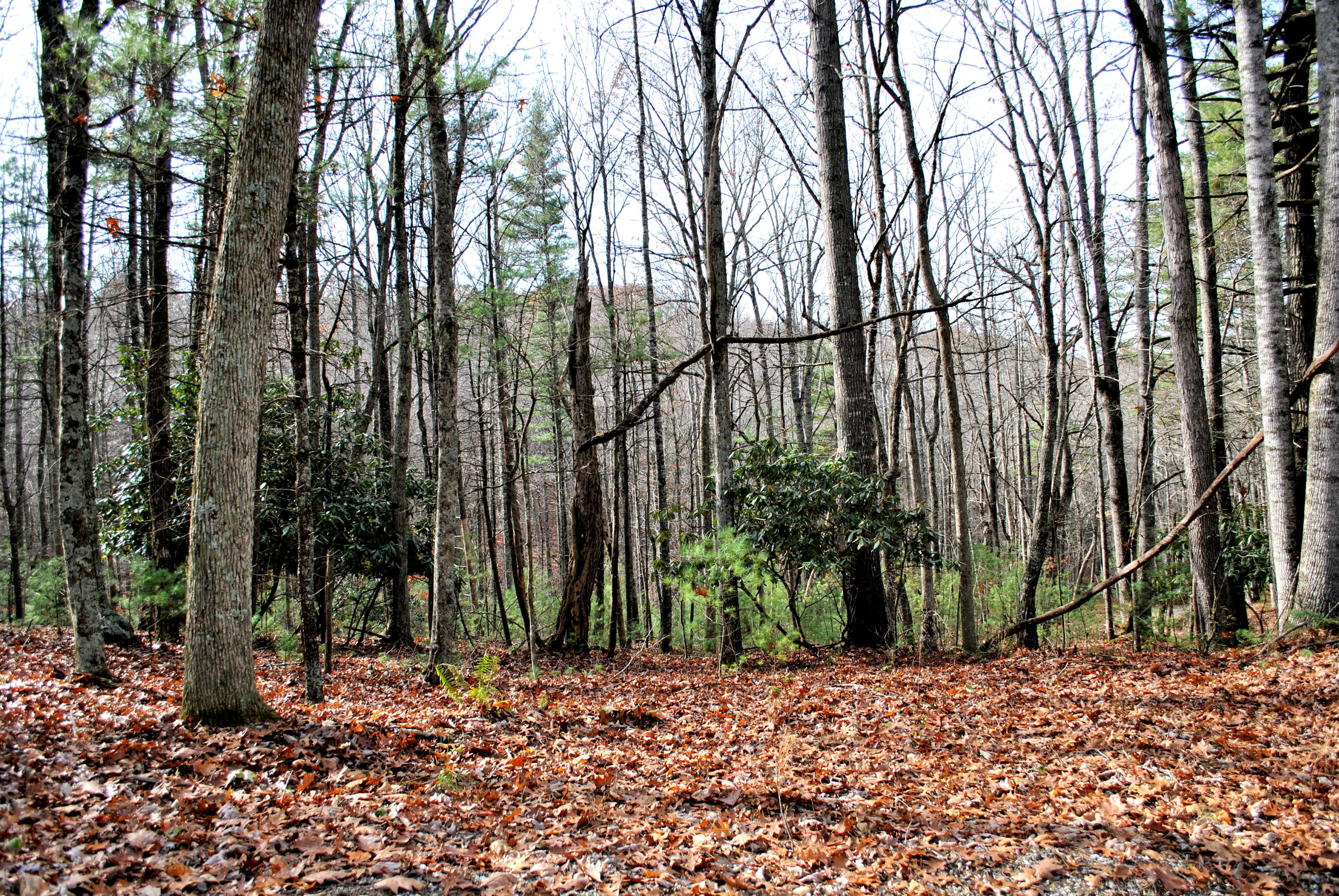 0 Eanes Road Northeast Check, VA 24072 - Photo 4 of 19 a wooden bench with trees in the background