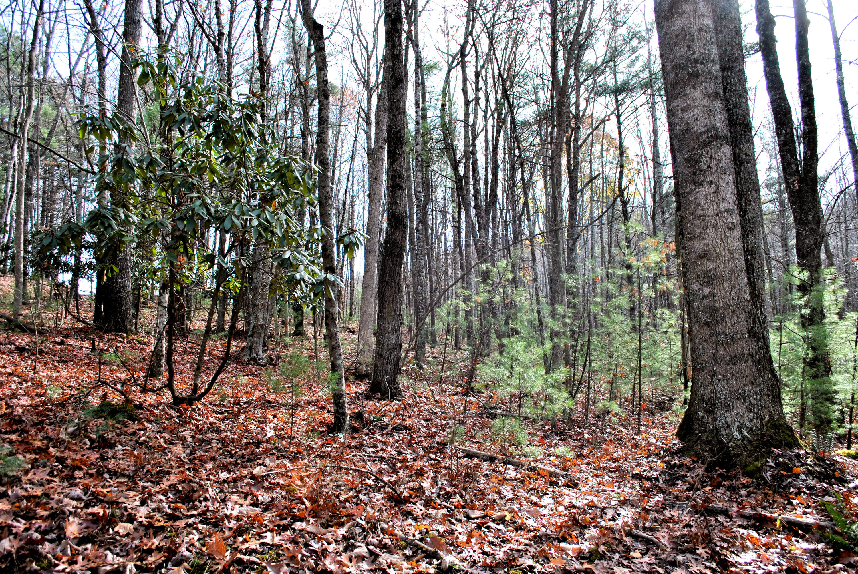 0 Eanes Road Northeast Check, VA 24072 - Photo 5 of 19 a backyard of a house with lots of green space