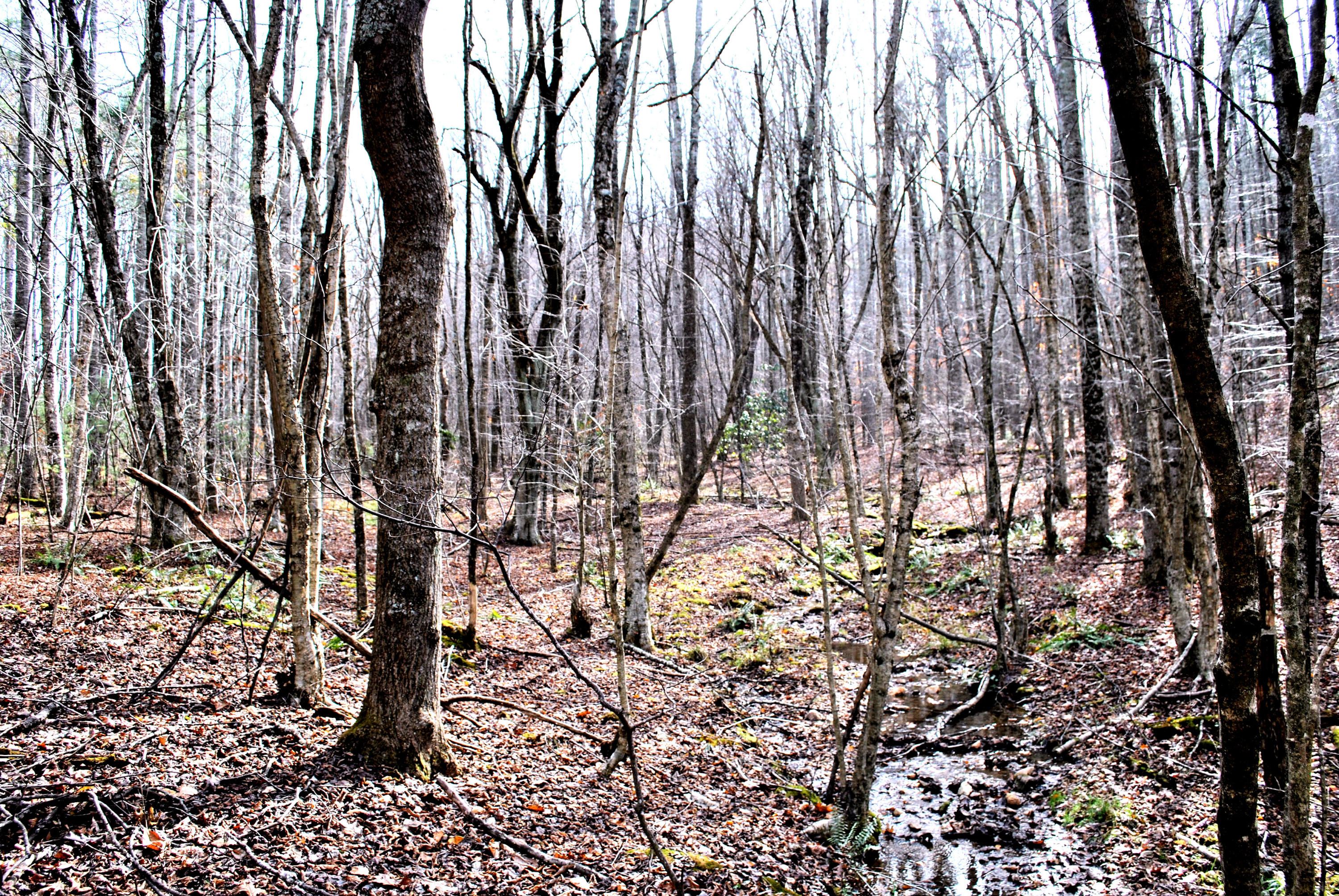 0 Eanes Road Northeast Check, VA 24072 - Photo 7 of 19 a view of forest