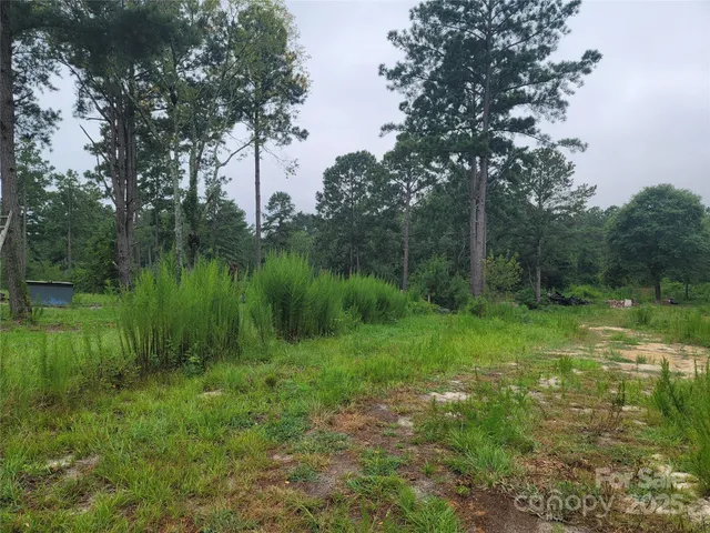 a view of a lush green forest