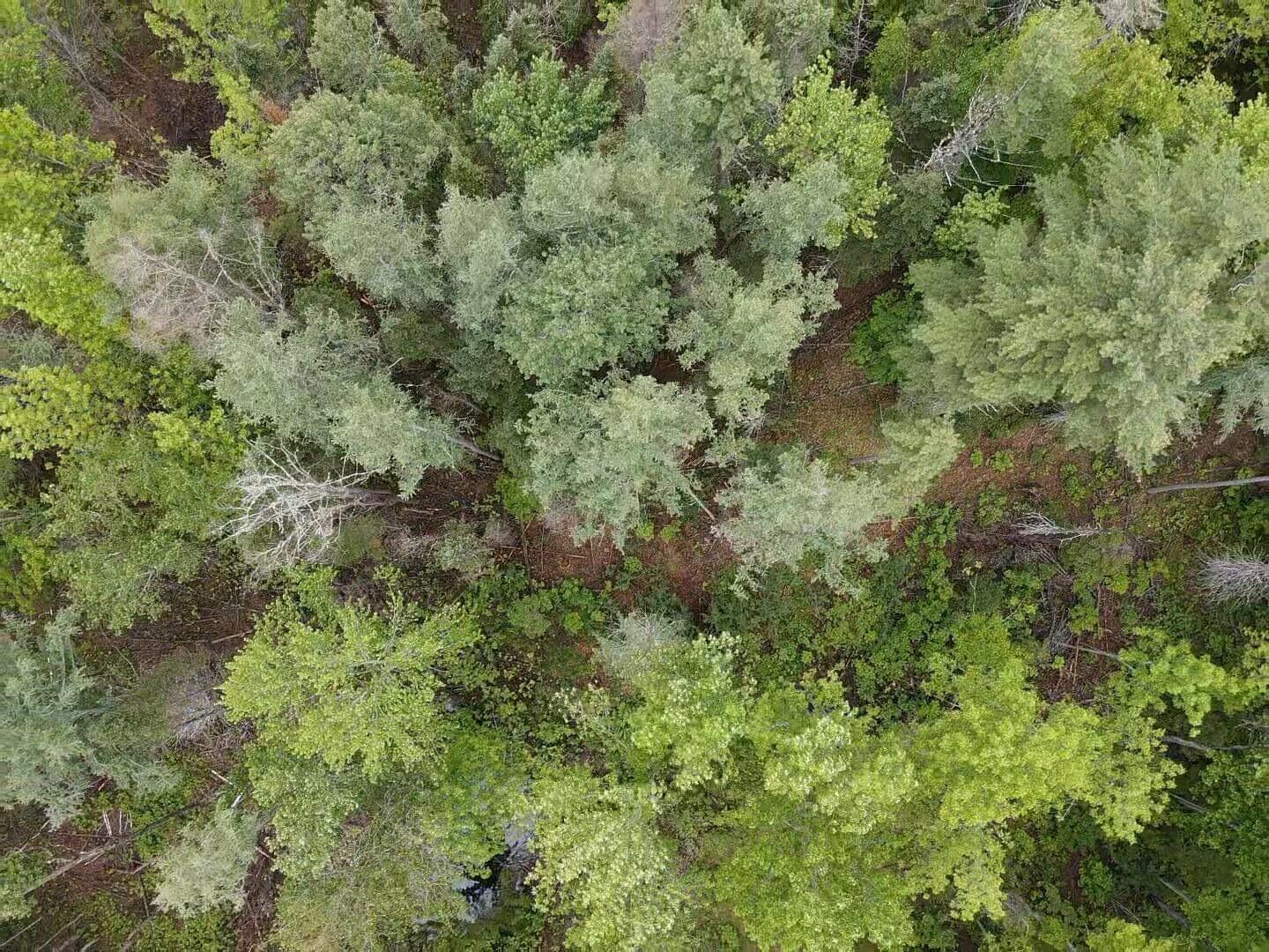 Lot 10 North Road Medford, ME 04463 - Photo 3 of 9 tempImageyXwFbG