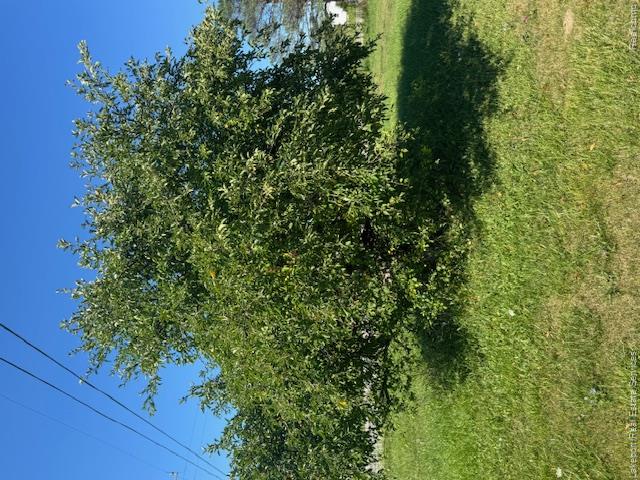 8485 Yale Road Avoca, MI 48006 - Photo 6 of 15 Marsh 8485 Yale Rd Apple Tree.jpeg