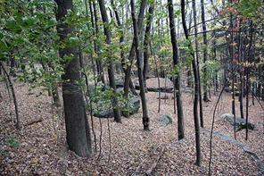 Hospital Road Callicoon, NY 12723 - Photo 1 of 1 Gallery Image 1