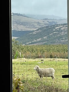 995 Suncrest Road Talent, OR 97540 - Photo 81 of 96 sheep