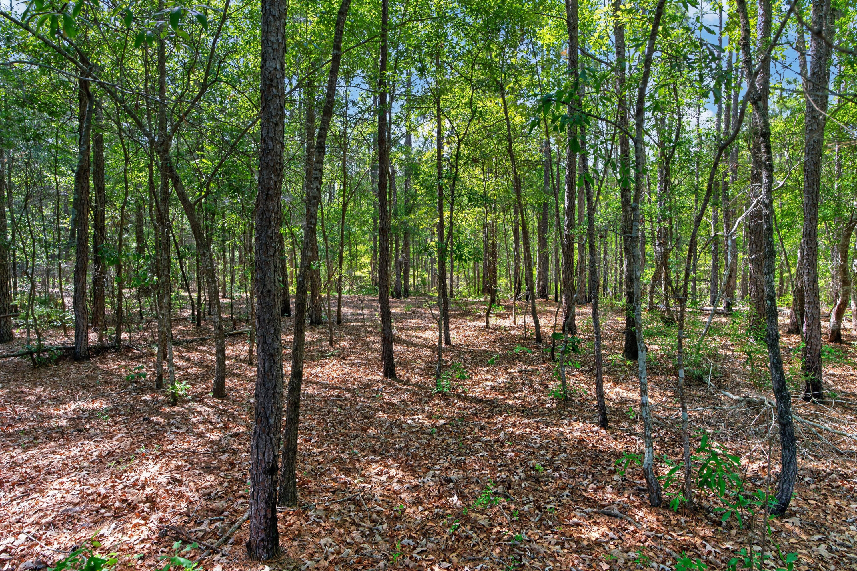 5120 North Brewington Road, Unit 10 Alcolu, SC 29001 - Photo 4 of 40 DSC09224